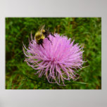 Bee on Thistle Flower Nature Poster