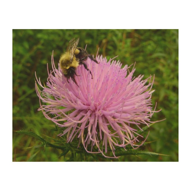 Bee on Thistle Flower Nature Wood Wall Art (Front)