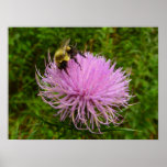 Bee on Thistle Flower Poster