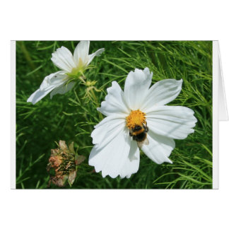 Bee on white flower cards