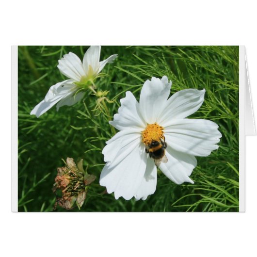Bee on white flower cards (Front Horizontal)