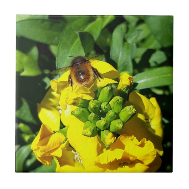 Bee on Yellow Flowers Ceramic Tile (Front)