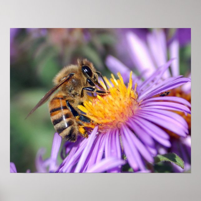 Bee on Yellow & Purple Flower Poster (Front)