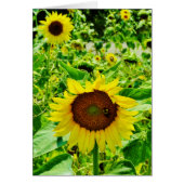 Bee on yellow Sunflower (Front)