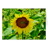 Bee on yellow Sunflower (Front Horizontal)