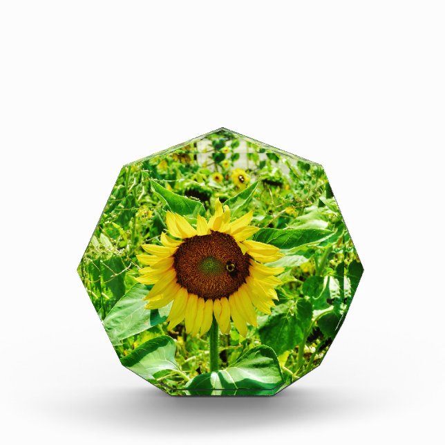 Bee on yellow Sunflower Award (Front)