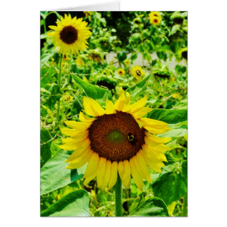 Bee on yellow Sunflower Cards