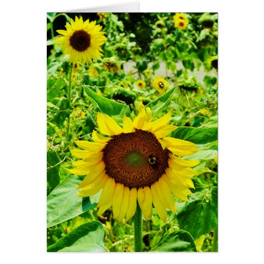 Bee on yellow Sunflower Cards (Front)