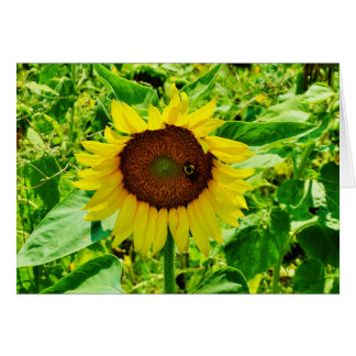 Bee on yellow Sunflower Cards