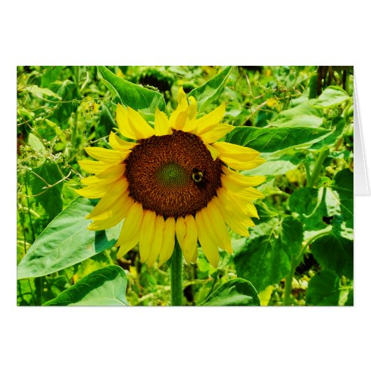 Bee on yellow Sunflower Cards (Front Horizontal)