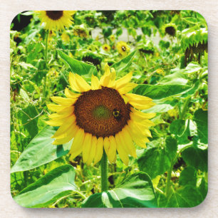 Bee on yellow Sunflower Coaster