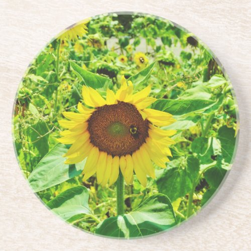 Bee on yellow Sunflower Coaster
