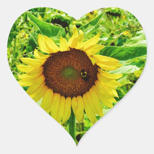 Bee on yellow Sunflower Heart Sticker