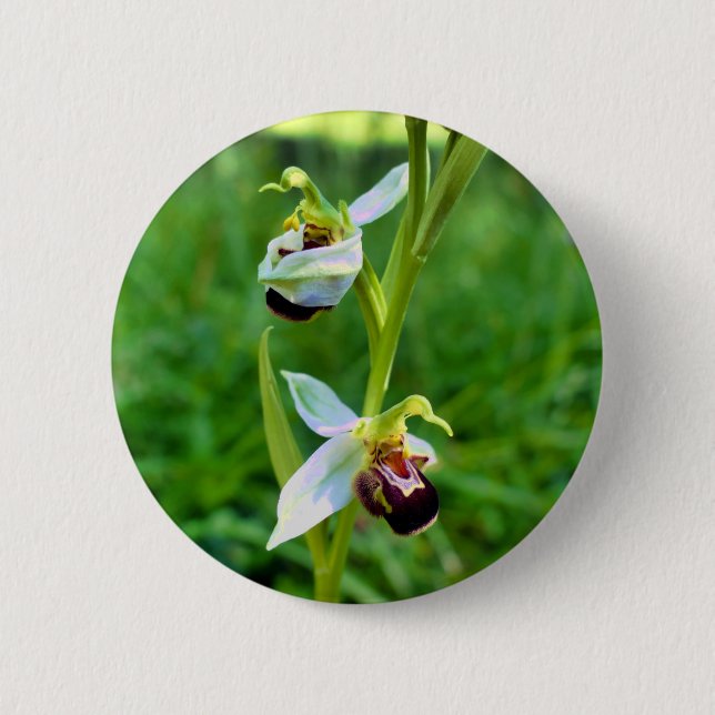 Bee Orchid Badge Button (Front)