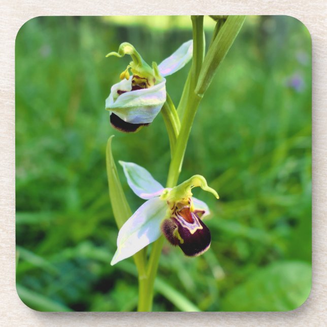Bee Orchid Beverage Coaster (Front)