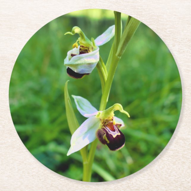 Bee Orchid Round Paper Coaster (Front)