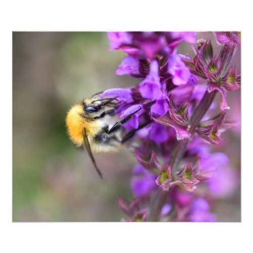 Bee  photo print