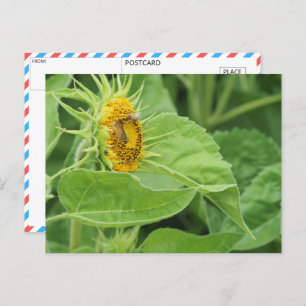 Bee Pollinating Sunflower Postcard
