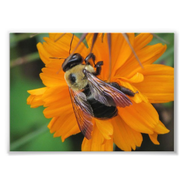 Bee Pollination Photo Print 5x7 (Front)