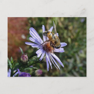 Bee Poscard Postcard