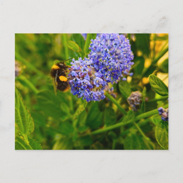Bee  postcard (Front)