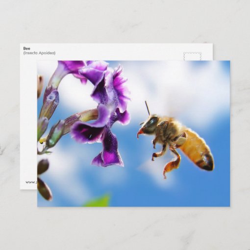 Bee Postcard | Zazzle