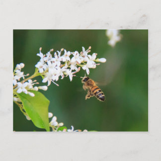 Bee Postcard