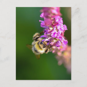 Bee  postcard