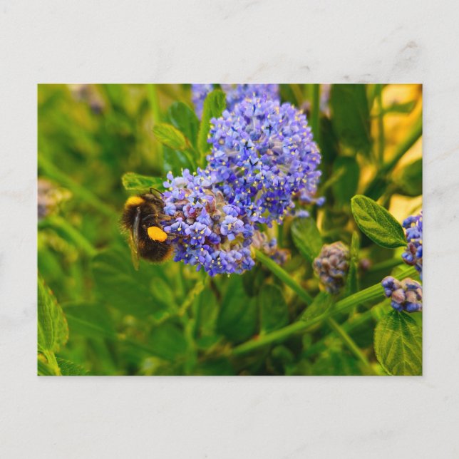 Bee  postcard (Front)
