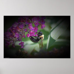 Bee, Poster