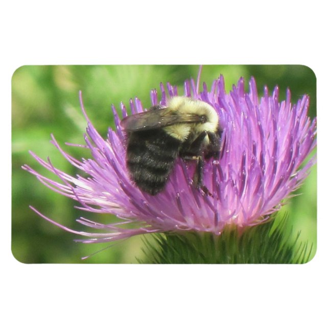 Bee & Thistle Magnet (Horizontal)