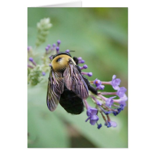 Bee-utiful Bee! Cards (Front)