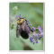 Bee-utiful Bee!