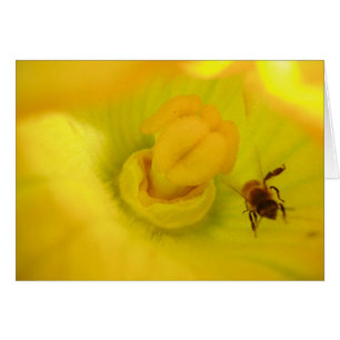 Bee Within Zucchini Flower Cards