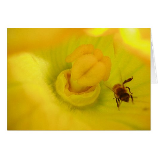 Bee Within Zucchini Flower Cards (Front Horizontal)