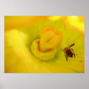 Bee Within Zucchini Flower Print