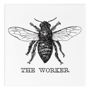 Bee Worker Honey Black Bumblebee Acrylic Print