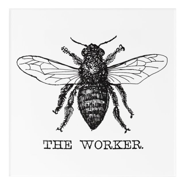 Bee Worker Honey Black Bumblebee Acrylic Print (Front)