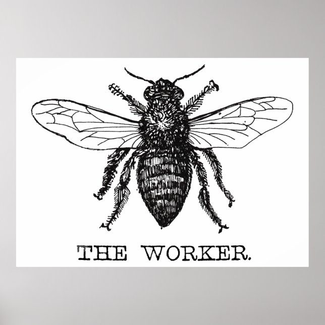 Bee Worker Honey Black Bumblebee Poster (Front)