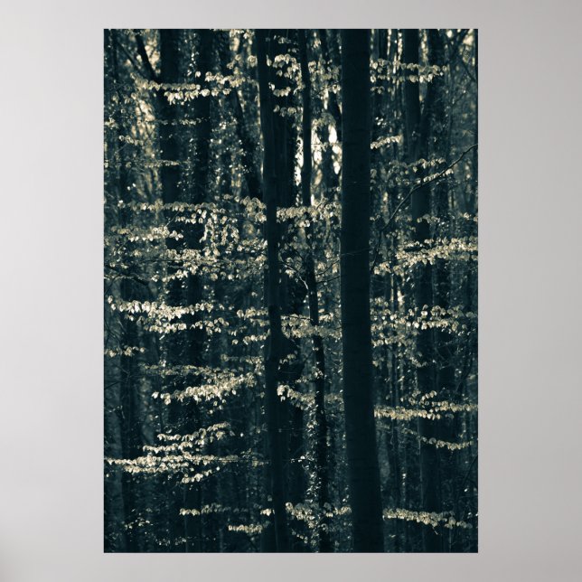 Beech forest nature photo poster (Front)