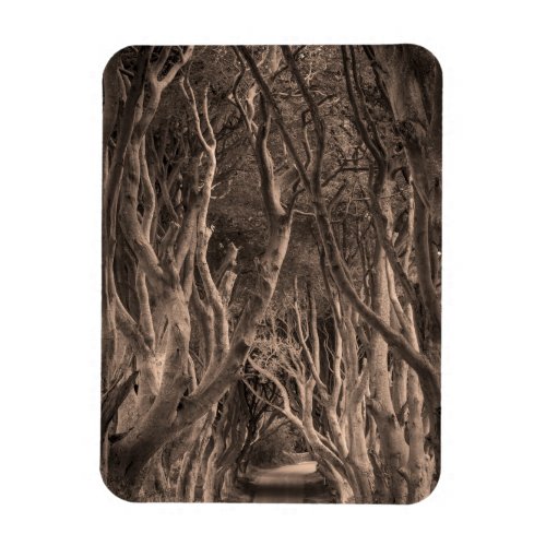 Beech Tree_Lined Road Magnet