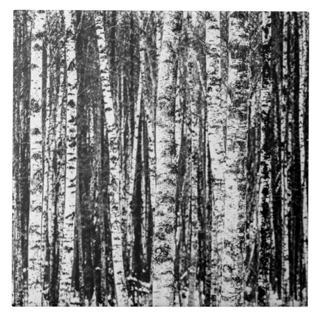 Beech Trees, White and Charcoal Gray / Grey  Ceramic Tile (Front)