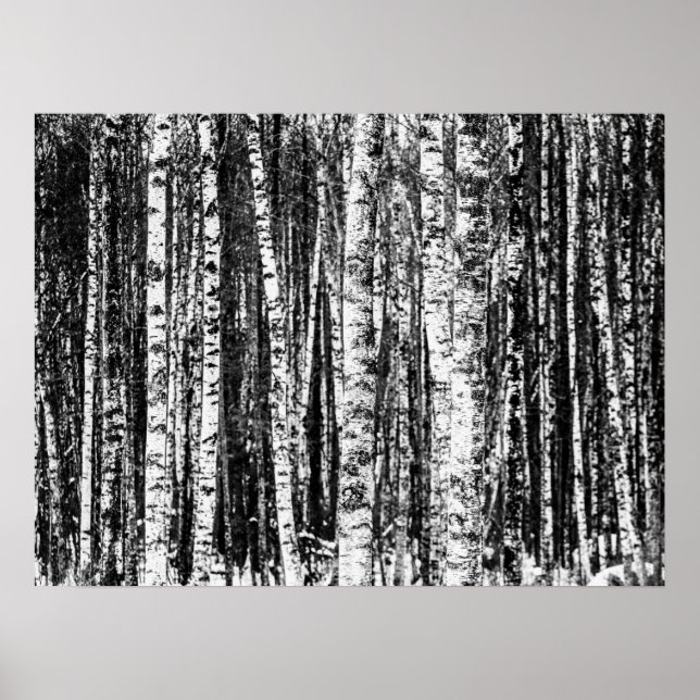 Beech Trees, White and Charcoal Gray / Grey Poster (Front)