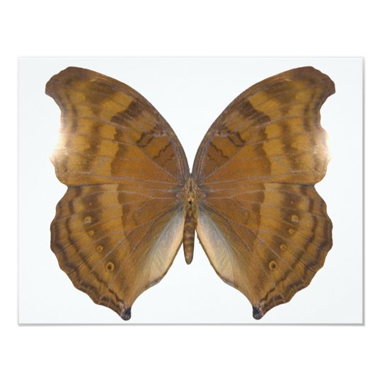 BeechWing Butterfly Card