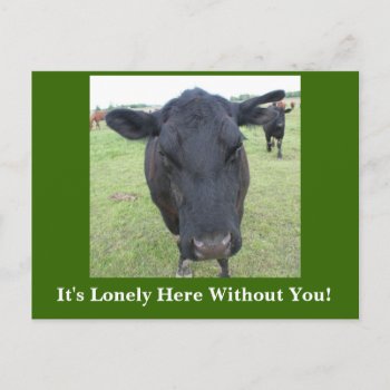 Beef Tails Postcard by sharpcreations at Zazzle