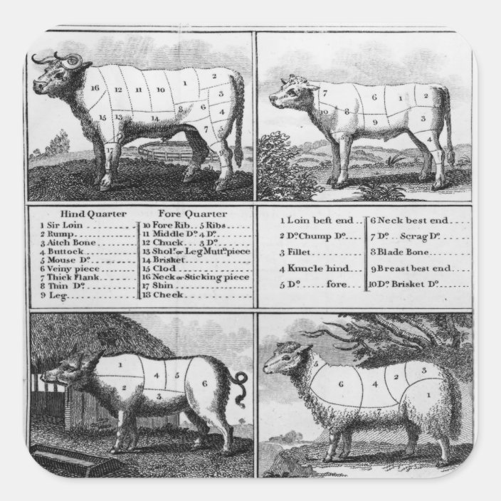 Beef, Veal, Pork, and Mutton Cuts, 1802 Square Sticker | Zazzle.com