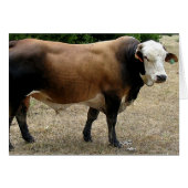 Beefmaster Bull Cattle Portrait Blank Card (Front Horizontal)