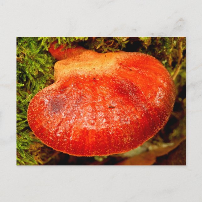 Beefsteak Fungus Postcard (Front)