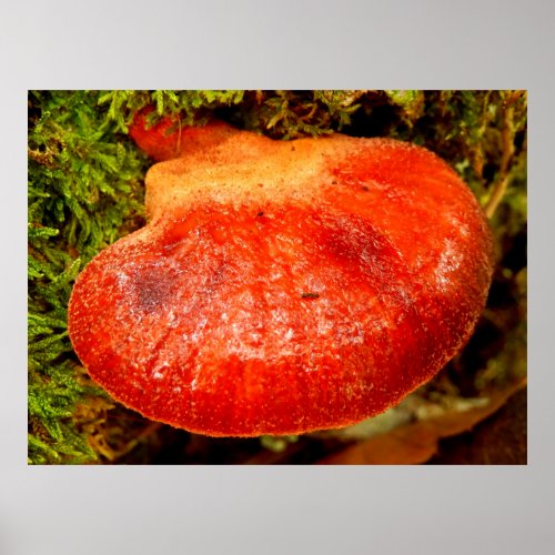 Beefsteak Fungus Poster