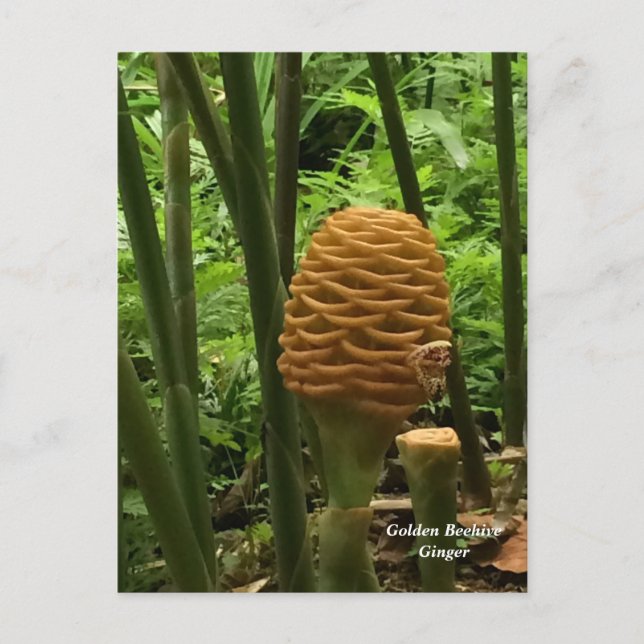 Beehive Ginger Tropical Plant Postcard (Front)